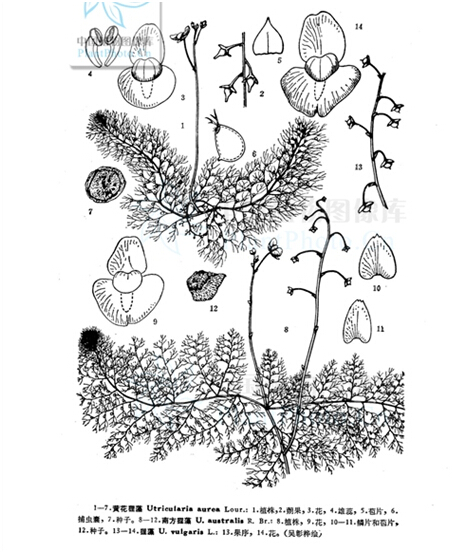 沉水植物专题4食虫沉水植物狸藻