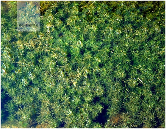 沉水植物专题:(6)茨藻属
